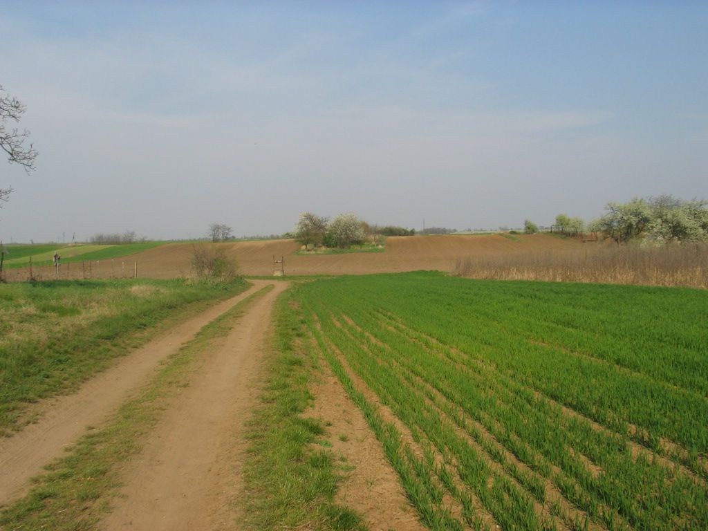 Homokbuckák a Nagyszőlőben