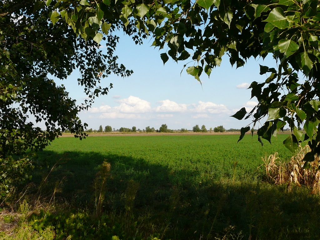 Kilátás a sulymos laposra