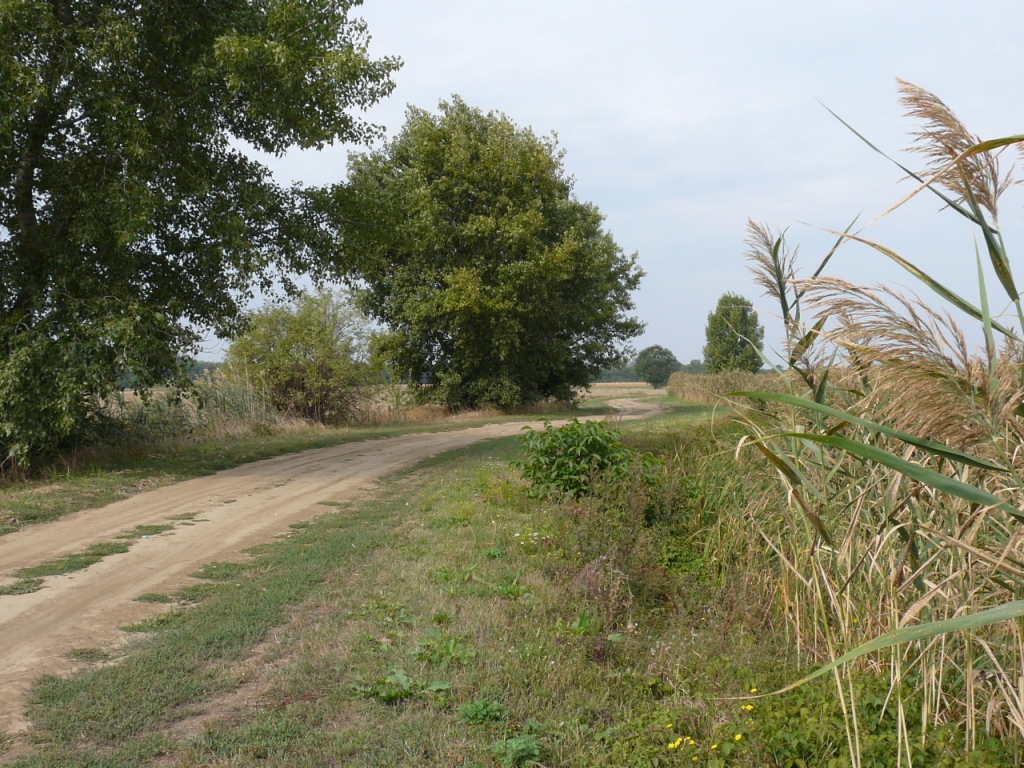 a szigetszőlő felé - félúton