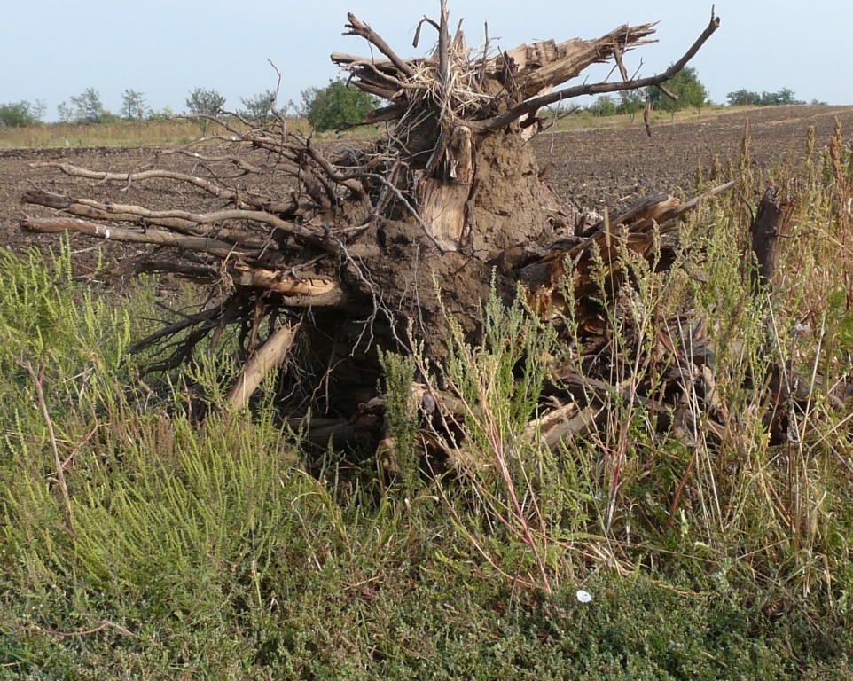 A Nagyszőlő ősszel